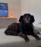 Portrait 2 of Francisco Frenkel Santillan